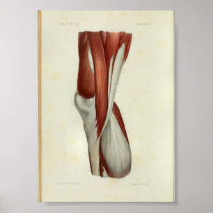 1844 Vintage Anatomy Print Muscles Knee