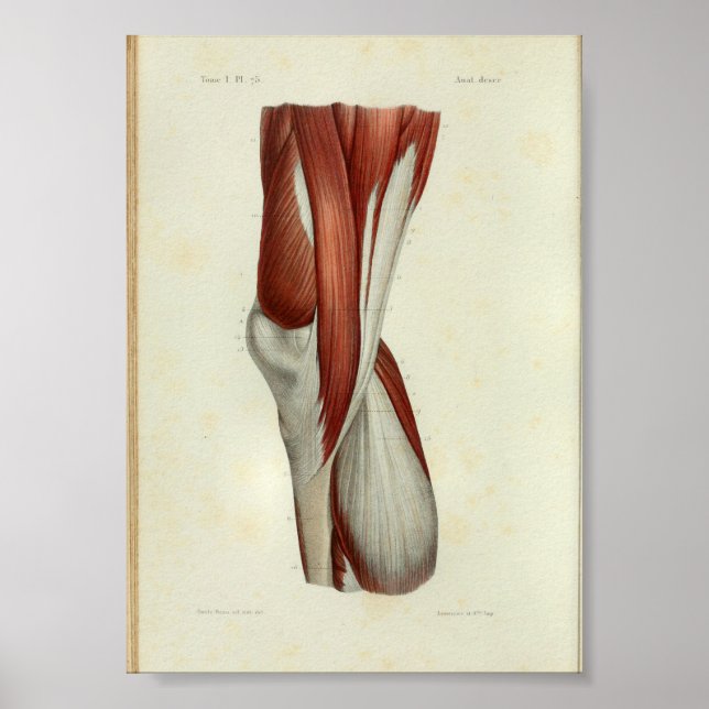 1844 Vintage Anatomy Print Muscles Knee (Front)