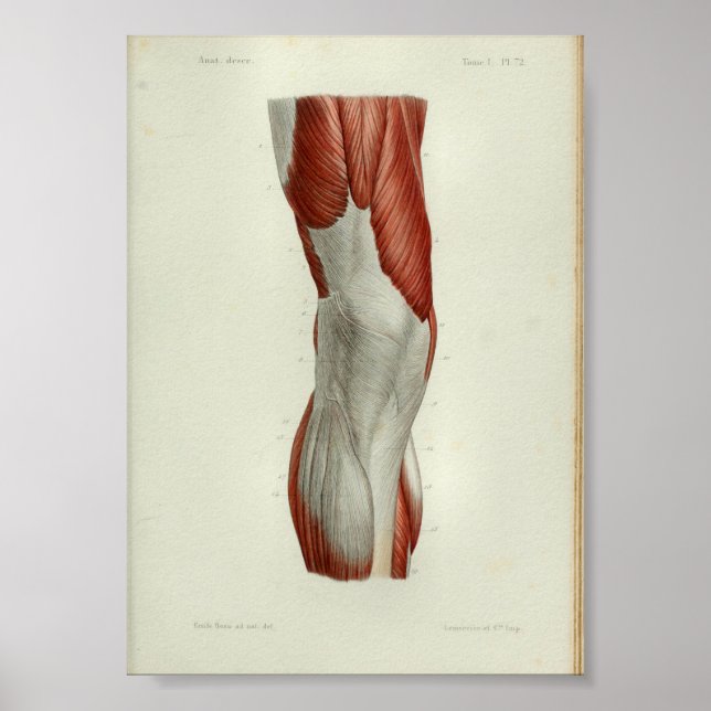 1844 Vintage Anatomy Print Muscles Knee (Front)