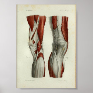1844 Vintage Anatomy Print Muscles Knee