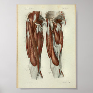 1844 Vintage Anatomy Print Muscles Leg