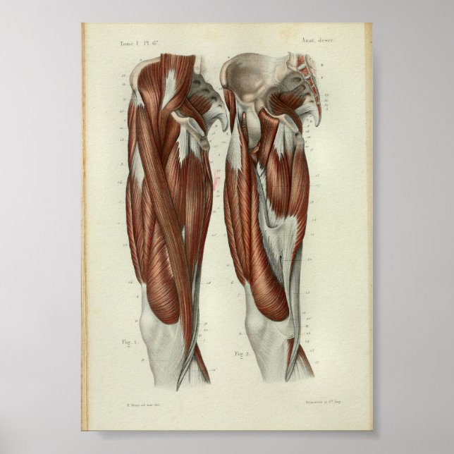 1844 Vintage Anatomy Print Muscles Leg (Front)