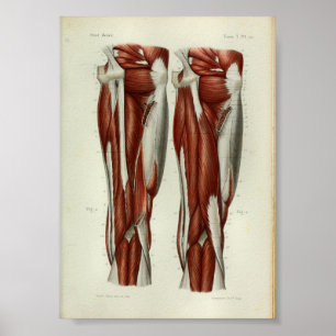 1844 Vintage Anatomy Print Muscles Leg