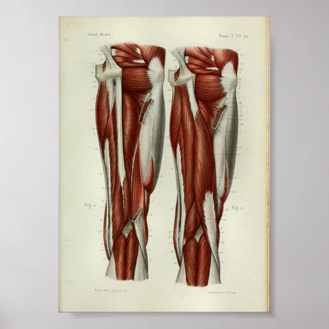 1844 Vintage Anatomy Print Muscles Leg | Zazzle