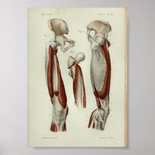 1844 Vintage Anatomy Print Muscles Leg