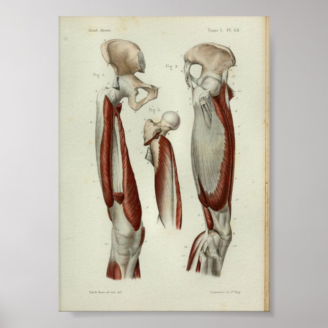 1844 Vintage Anatomy Print Muscles Leg (Front)