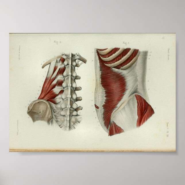 1844 Vintage Anatomy Print Muscles Lumbar (Front)