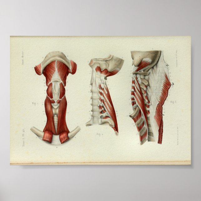 1844 Vintage Anatomy Print Muscles Neck (Front)