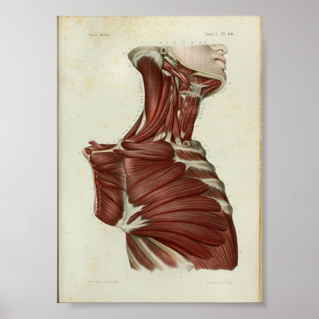 1844 Vintage Anatomy Print Muscles Neck (Front)