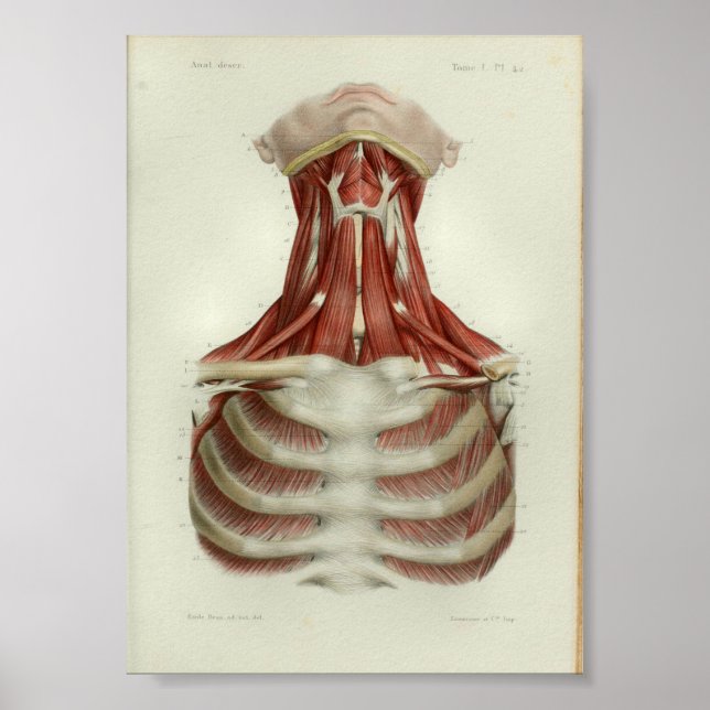 1844 Vintage Anatomy Print Muscles Neck (Front)