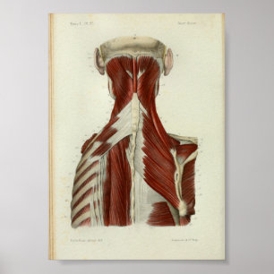 1844 Vintage Anatomy Print Muscles Neck
