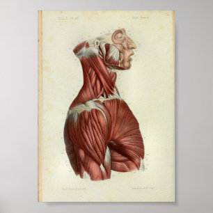 1844 Vintage Anatomy Print Muscles Neck