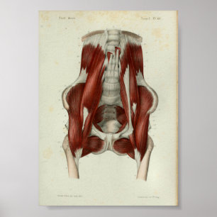 1844 Vintage Anatomy Print Muscles Pelvic