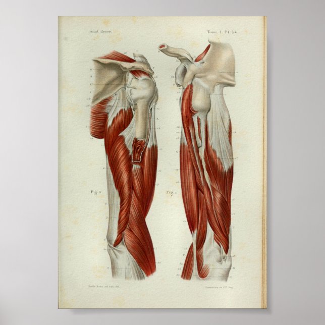 1844 Vintage Anatomy Print Muscles Shoulder (Front)