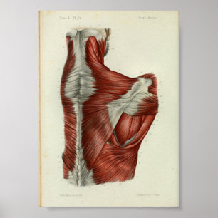 1844 Vintage Anatomy Print Muscles Shoulder
