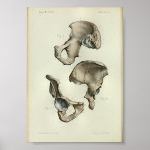 1844 Vintage Anatomy Print Pelvic Bones