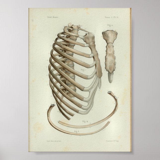 1844 Vintage Anatomy Print Rib Cage (Front)
