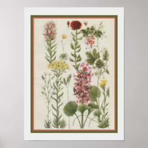 1849 Botanical Print by Jane Loudon- 12x16