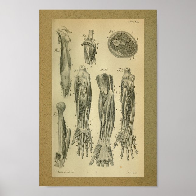 1850 Vintage Anatomy Print Arm Muscles (Front)