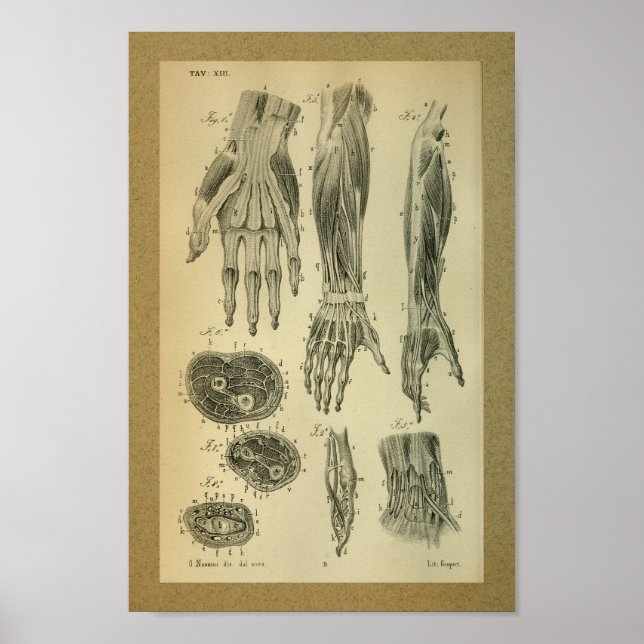 1850 Vintage Anatomy Print Arm Muscles (Front)