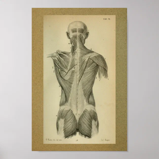 1850 Vintage Anatomy Print Back Muscles | Zazzle