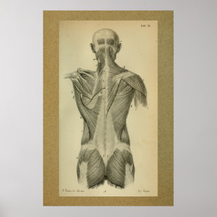 1850 Vintage Anatomy Print Back Muscles