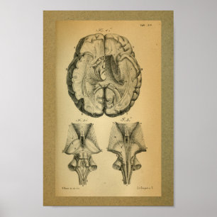 1850 Vintage Anatomy Print Brain