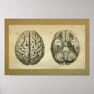 1850 Vintage Anatomy Print Brain
