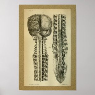 1850 Vintage Anatomy Print Brain Spine