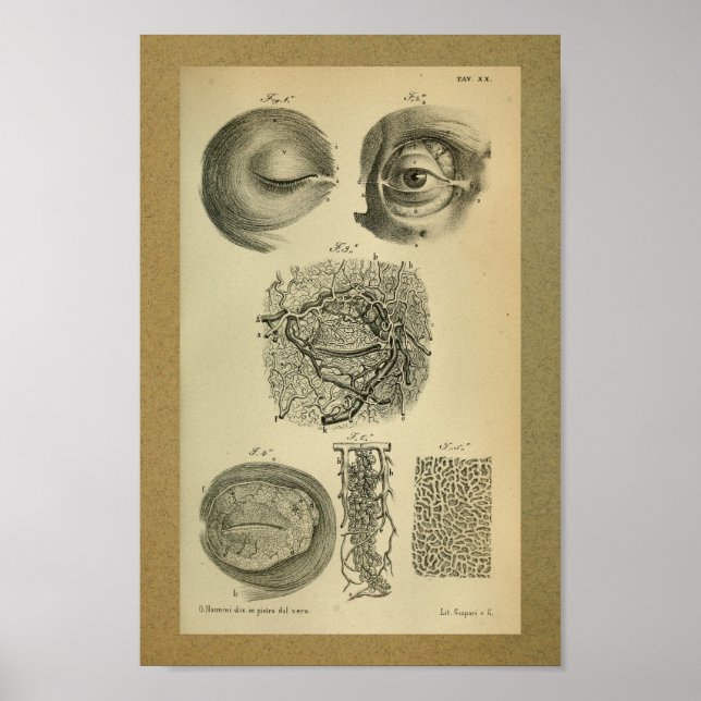 1850 Vintage Anatomy Print Eye Arteries (Front)