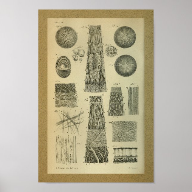 1850 Vintage Anatomy Print Eye Internal (Front)