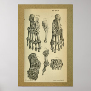 1850 Vintage Anatomy Print Foot Ankle