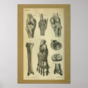 1850 Vintage Anatomy Print Foot Knee