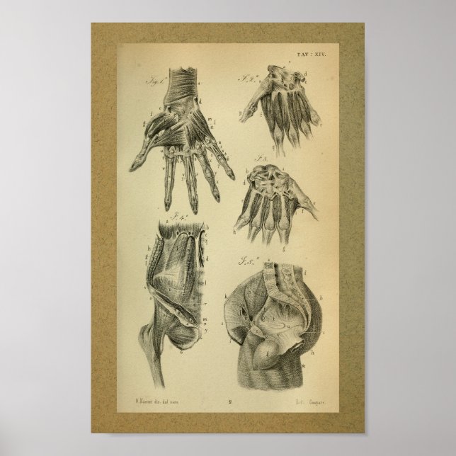 1850 Vintage Anatomy Print Hand Muscles (Front)