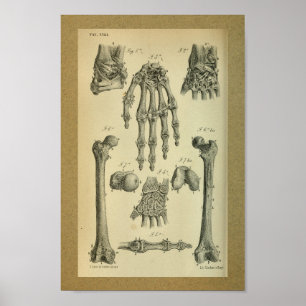 1850 Vintage Anatomy Print Hand Wrist