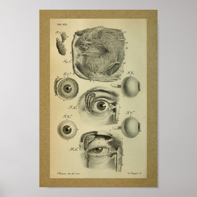 1850 Vintage Anatomy Print Human Eye (Front)