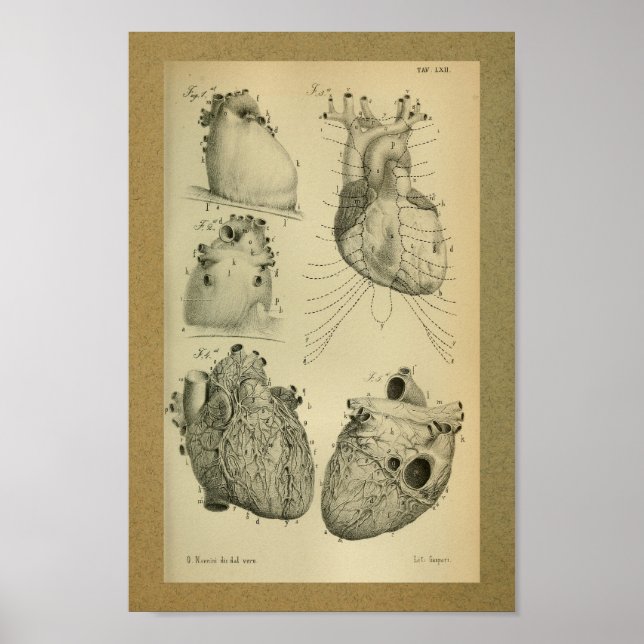 1850 Vintage Anatomy Print Human Heart (Front)