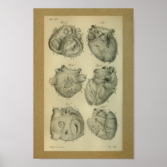 1850 Vintage Anatomy Print Human Heart (Front)