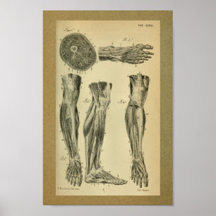 1850 Vintage Anatomy Print Leg Muscles