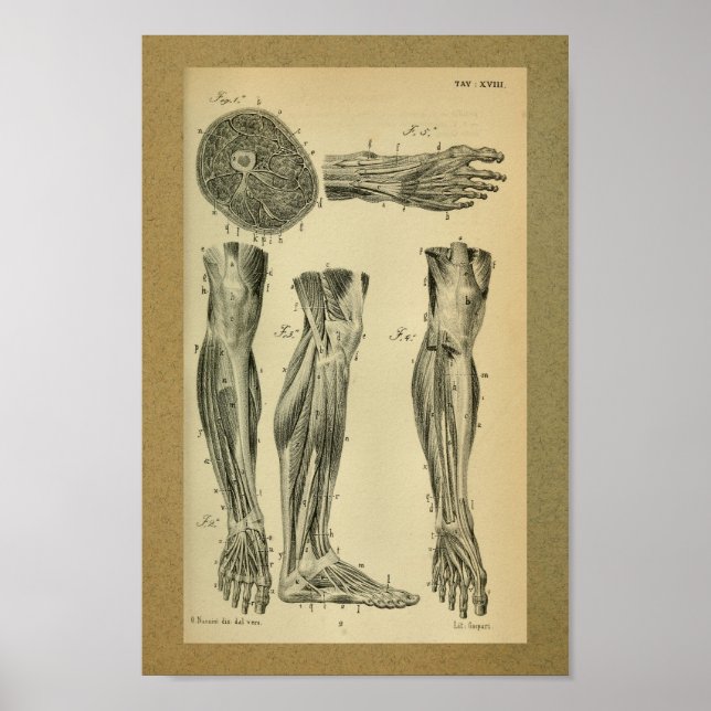 1850 Vintage Anatomy Print Leg Muscles (Front)