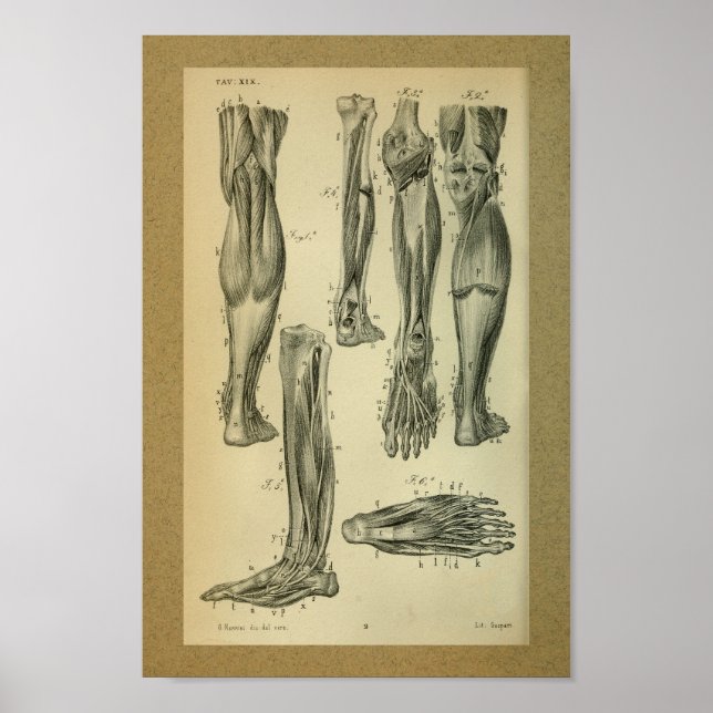 1850 Vintage Anatomy Print Leg Muscles (Front)