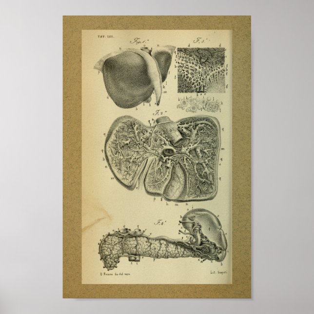 1850 Vintage Anatomy Print Liver Pancreas (Front)
