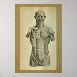 1850 Vintage Anatomy Print Muscles