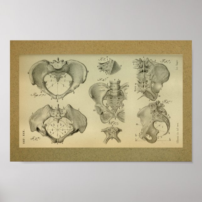 1850 Vintage Anatomy Print Pelvis (Front)