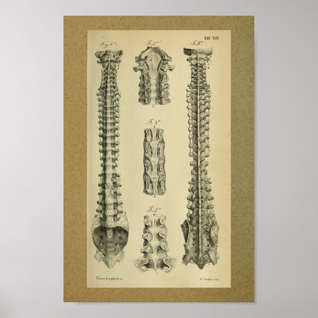 1850 Vintage Anatomy Print Spinal Column (Front)