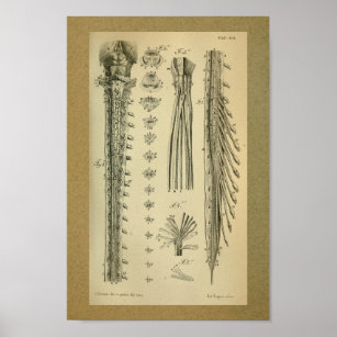 1850 Vintage Anatomy Print Spinal Cord