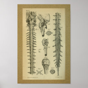 1850 Vintage Anatomy Print Spinal Cord