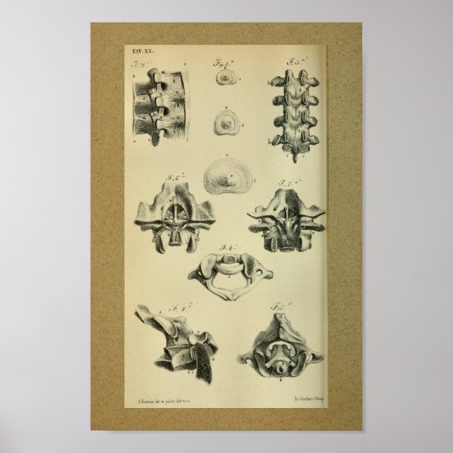 1850 Vintage Anatomy Print Spinal Vertebrae (Front)