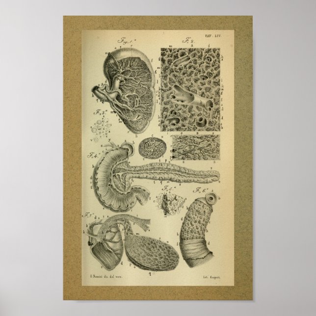 1850 Vintage Anatomy Print Spleen Pancreas (Front)