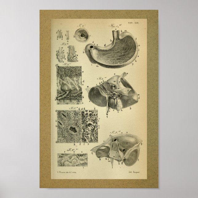 1850 Vintage Anatomy Print Stomach (Front)